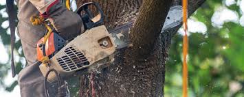 Best Fruit Tree Pruning  in Blanco, TX