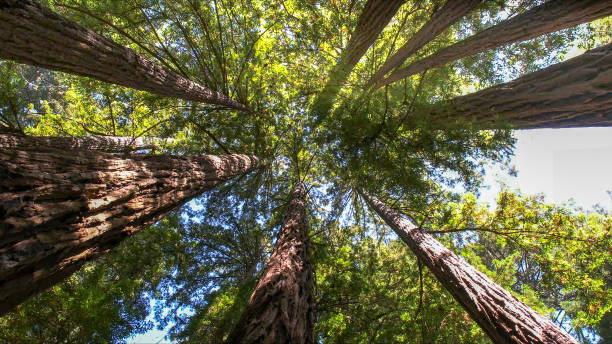 Professional Tree Services in Blanco, TX