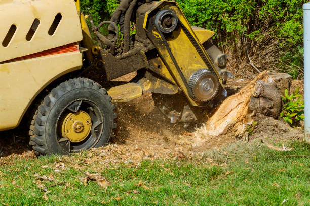 Best Tree Fertilization  in Blanco, TX