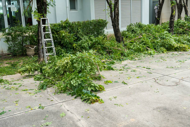 Best Hedge Trimming  in Blanco, TX