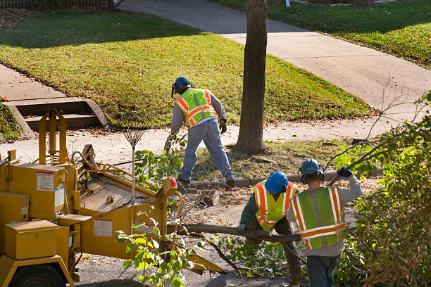 Best Tree Trimming and Pruning  in Blanco, TX