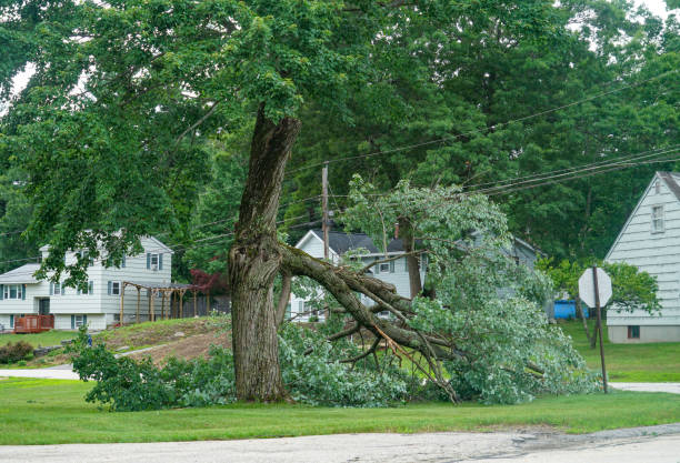 Best Arborist Consultation Services  in Blanco, TX